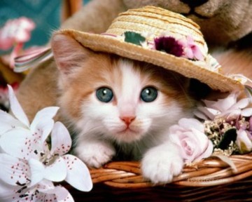 gato con sombrero Pinturas al óleo
